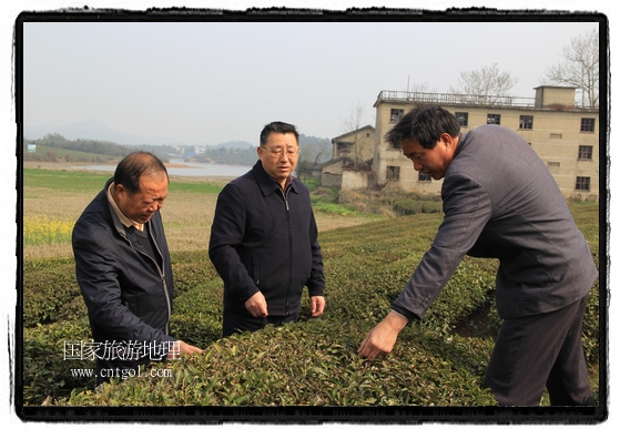 婺源縣茶業(yè)局積極組織茶技人員到中云、鎮(zhèn)頭、清華、思口等重點產(chǎn)茶鄉(xiāng)鎮(zhèn)，深入茶園地塊、名優(yōu)茶加工廠開展技術(shù)服務(wù)。